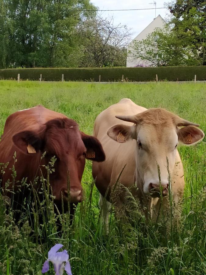 La Chaussee D'Olivet En Mayenne Dış mekan fotoğraf